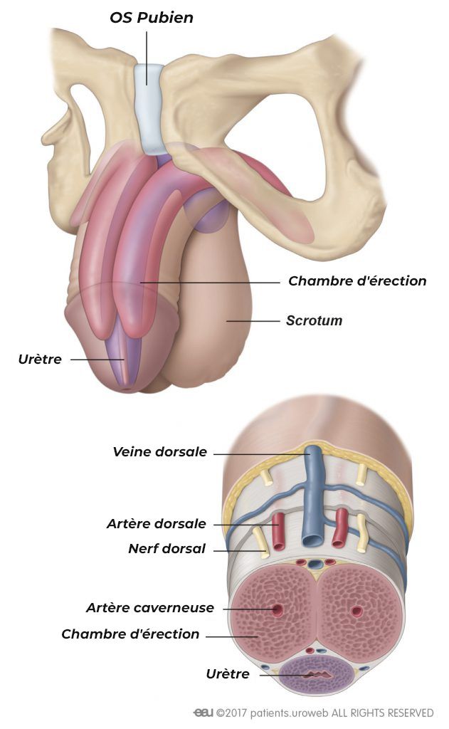 Qu’est-ce qu’une érection?